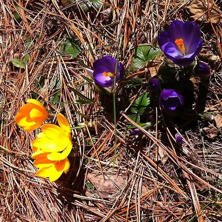 아파트 Le Vatzerou *